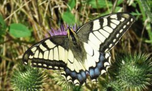 De koninginnepage gefotografeerd in de vlinder idylle naast de camping