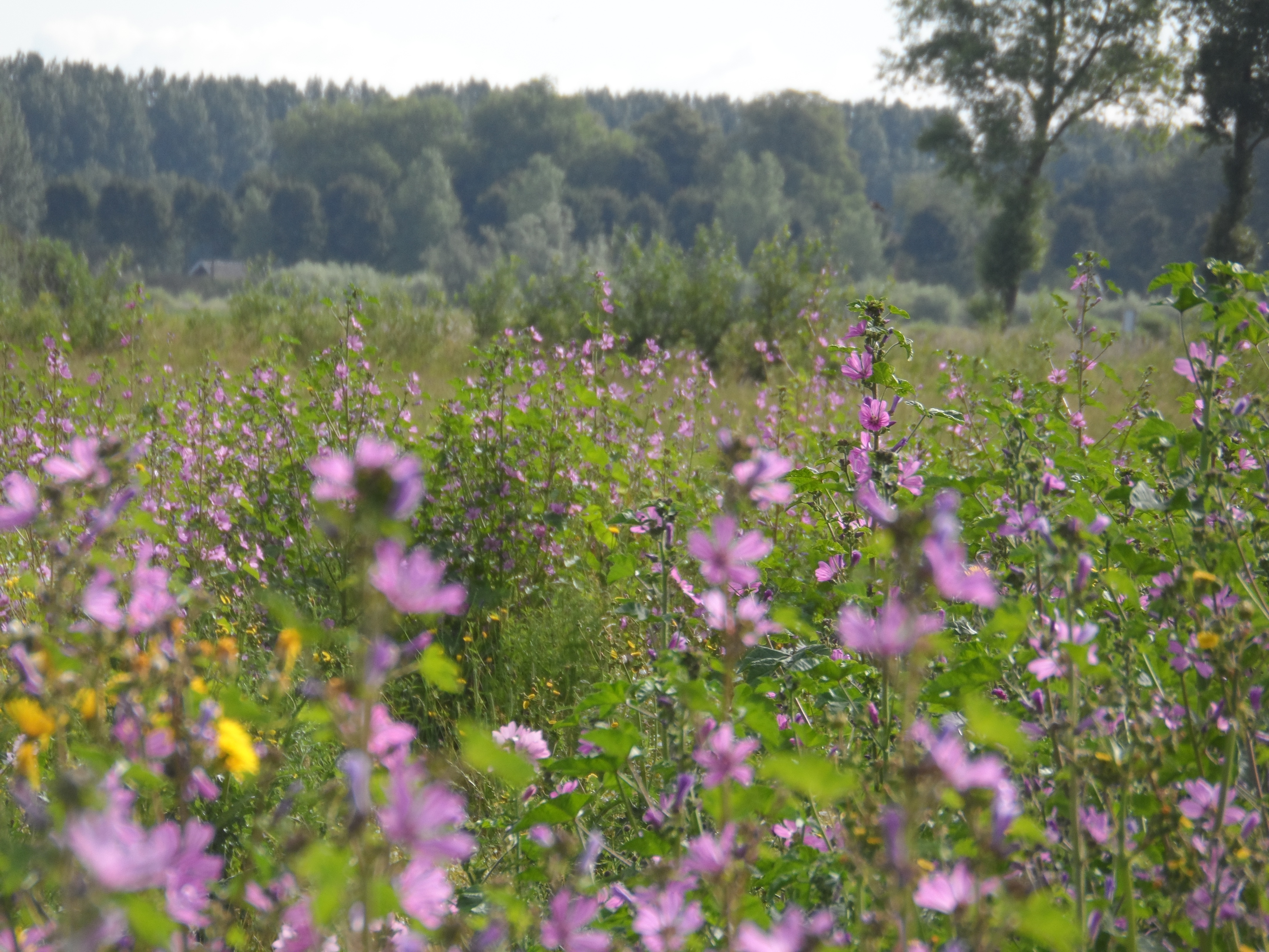 Camping Zwaakse Weel — photo 8